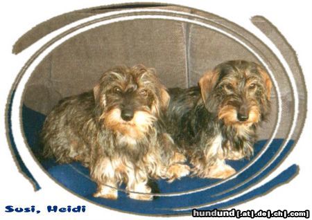Rauhhaardackel (Zwergdackel) Hunde Foto 21842 Rauhhaardackel (Zwergdackel) Heidi und Susi