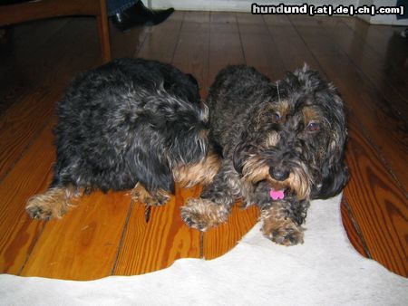 Rauhhaardackel (Zwergdackel) Hunde Foto 17162 Rauhhaardackel (Zwergdackel) ganz verliebt, Nele & Günni