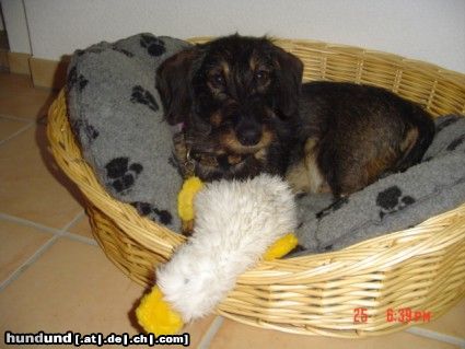 Rauhhaardackel (Zwergdackel) Hunde Foto 25020 Rauhhaardackel (Zwergdackel) gino mit seiner lieblingsente