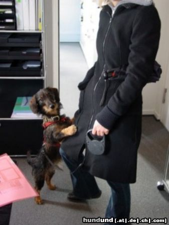 Rauhhaardackel (Zwergdackel) Hunde Foto 24800 in höherer Auflösung ansehen Rauhhaardackel (Zwergdackel) hallo, ich bin gino!