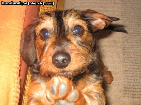 Rauhhaardackel (Zwergdackel) Hunde Foto 11745 Rauhhaardackel (Zwergdackel) Ich will auch auf die Couch