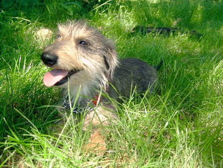 Rauhhaardackel (Zwergdackel) Hunde Foto 32504 Rauhhaardackel (Zwergdackel) Angelina-Martischa von der Hommelheide Sie ist am 3.7.2006 1 Jahr geworden