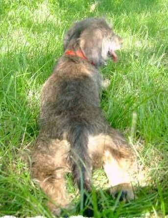 Rauhhaardackel (Zwergdackel) Hunde Foto 32505 Rauhhaardackel (Zwergdackel) Angelina-Martischa von der Hommelheide Sie ist am 3.7.2006 1 Jahr geworden
