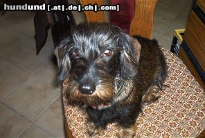 Rauhhaardackel (Zwergdackel) Hunde Foto 20007 in höherer Auflösung ansehen Rauhhaardackel (Zwergdackel) Binke, geb. am 23.5.95