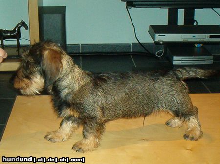 Rauhhaardackel (Zwergdackel) Ubbe aus Belgien