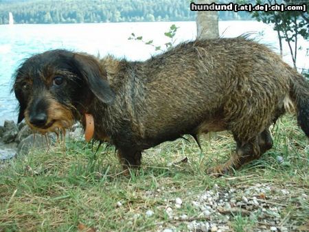 Rauhhaardackel (Zwergdackel) Hunde Foto 8093 Rauhhaardackel (Zwergdackel) Ich hasse Wasser