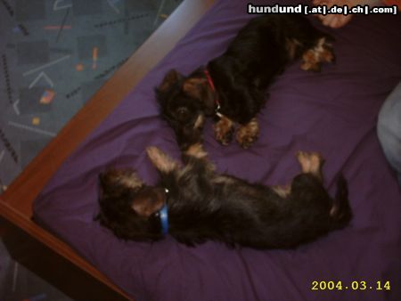Rauhhaardackel (Zwergdackel) Hunde Foto 11511 Rauhhaardackel (Zwergdackel) Oskar und Herr Meyer nach dem Spielen
