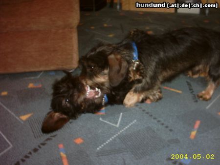 Rauhhaardackel (Zwergdackel) Hunde Foto 11513 Rauhhaardackel (Zwergdackel) Kleine Kämpfer Oskar und Herr Meyer