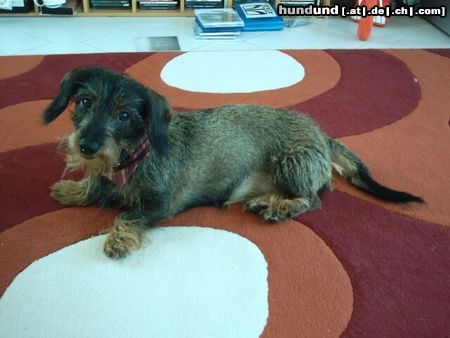 Rauhhaardackel (Zwergdackel) Hunde Foto 8098 Rauhhaardackel (Zwergdackel) Nora: was hast du gesagt?