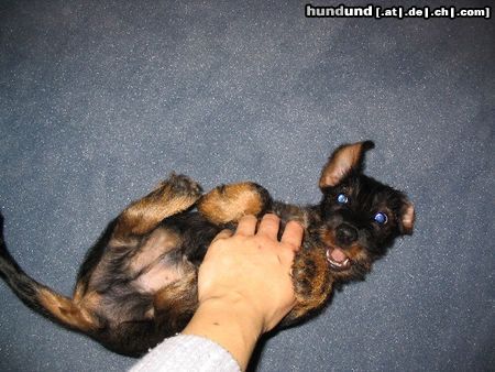 Rauhhaardackel (Zwergdackel) Hunde Foto 13860 Rauhhaardackel (Zwergdackel) Das kitzelt!!!