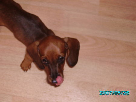 Rauhhaardackel (Zwergdackel) Hunde Foto 38355 in höherer Auflösung ansehen Rauhhaardackel (Zwergdackel) Das hat geschmeckt...