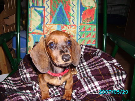 Rauhhaardackel (Zwergdackel) Hunde Foto 38361 in höherer Auflösung ansehen Rauhhaardackel (Zwergdackel) LISA