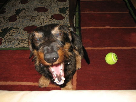 Rauhhaardackel (Zwergdackel) Hunde Foto 40033 in höherer Auflösung ansehen Rauhhaardackel (Zwergdackel) Edi