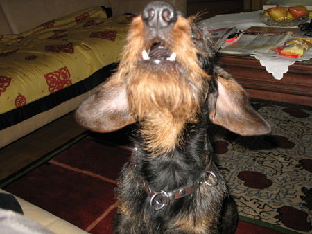 Rauhhaardackel (Zwergdackel) Hunde Foto 40066 in höherer Auflösung ansehen Rauhhaardackel (Zwergdackel) Gismo von Fitibaldi gerufen Edi