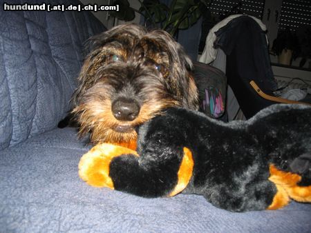 Rauhhaardackel (Zwergdackel) Hunde Foto 15990 in höherer Auflösung ansehen Rauhhaardackel (Zwergdackel)