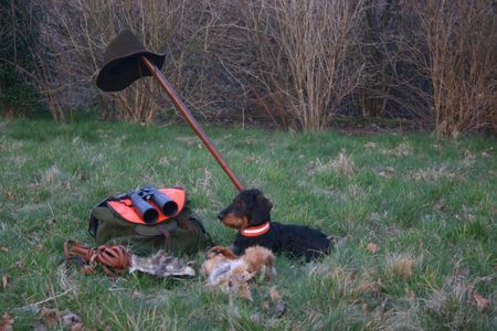 Rauhhaardackel (Zwergdackel) Hunde Foto 38142 in höherer Auflösung ansehen Rauhhaardackel (Zwergdackel) Hektor 2 Jahre