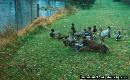 Rauhhaardackel (Zwergdackel) Den Enten lasse ich kein Brot übrig!