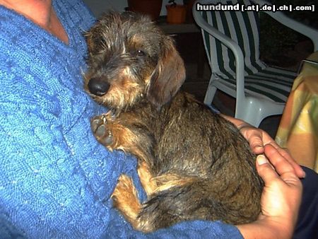 Rauhhaardackel (Zwergdackel) Hunde Foto 7739 Rauhhaardackel (Zwergdackel) Joschka träumt