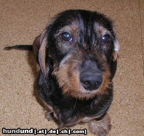 Rauhhaardackel (Zwergdackel) Hunde Foto 7386 Rauhhaardackel (Zwergdackel)