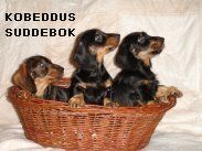 Rauhhaardackel (Zwergdackel) Hunde Foto 30121 Rauhhaardackel (Zwergdackel) Welpen bei Kobeddus