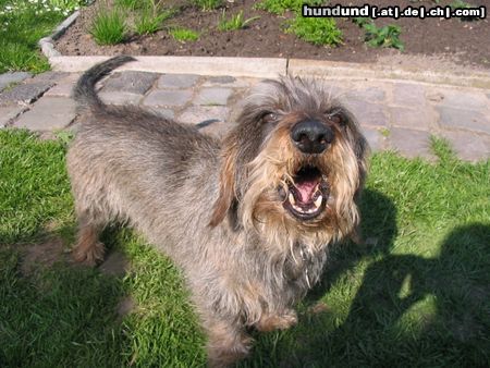 Rauhhaardackel (Zwergdackel) Hunde Foto 21264 Rauhhaardackel (Zwergdackel) Raudi, 11 Jahre