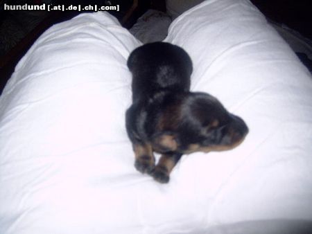 Rauhhaardackel (Zwergdackel) Hunde Foto 22930 Rauhhaardackel (Zwergdackel) Lauras welpe 2 wochen alt