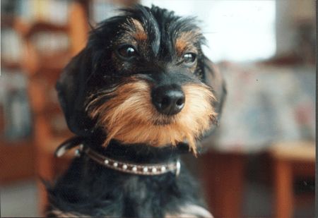 Rauhhaardackel (Zwergdackel) Lucy, 2Jahre alt