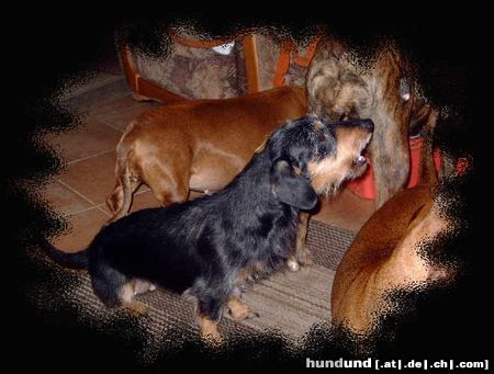 Rauhhaardackel (Zwergdackel) Hunde Foto 19768 Rauhhaardackel (Zwergdackel) das ist Mauzie von der Hommelheide