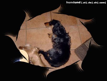 Rauhhaardackel (Zwergdackel) Hunde Foto 19769 Rauhhaardackel (Zwergdackel) das ist Laura von der Hommelheide
