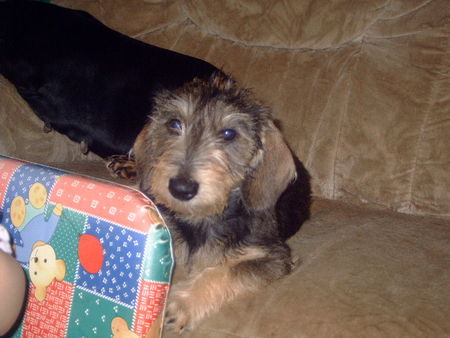 Rauhhaardackel (Zwergdackel) Hunde Foto 27629 Rauhhaardackel (Zwergdackel) Martischa von der Hommelheide