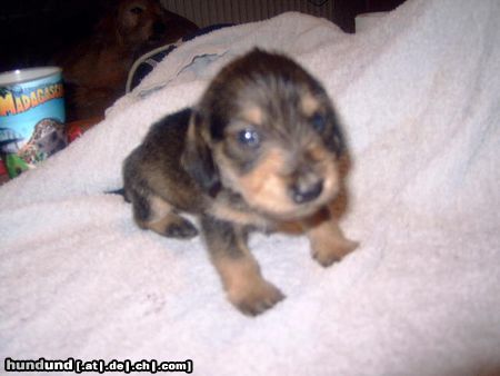 Rauhhaardackel (Zwergdackel) Hunde Foto 23452 Rauhhaardackel (Zwergdackel) das ist meine Martischa sie hat noch 2 brüder und 1 schwester die ein neues zuhause suchen