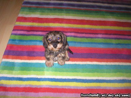 Rauhhaardackel (Zwergdackel) Hunde Foto 6274 Rauhhaardackel (Zwergdackel) Mein kleiner Zwerg