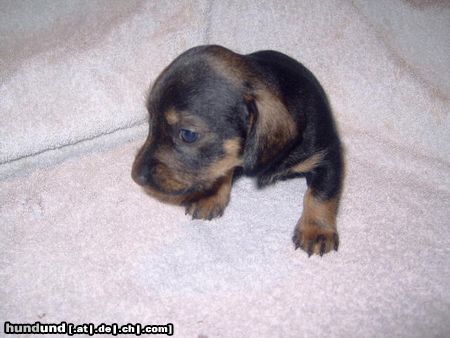Rauhhaardackel (Zwergdackel) Hunde Foto 23453 Rauhhaardackel (Zwergdackel) ich bin Milan von der Hommelheide