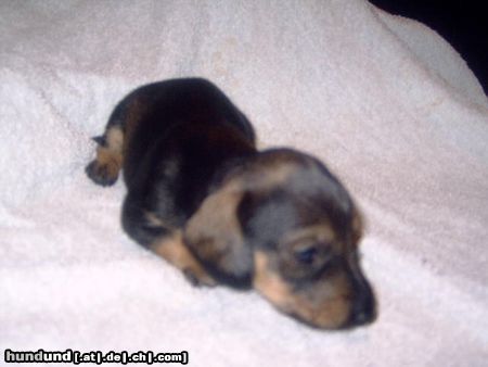 Rauhhaardackel (Zwergdackel) Hunde Foto 23454 Rauhhaardackel (Zwergdackel) ich bin Minja von der Hommelheide