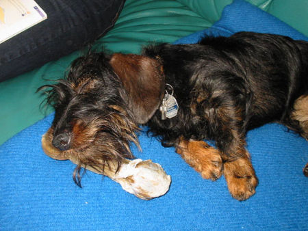 Rauhhaardackel (Zwergdackel) Hunde Foto 34722 Rauhhaardackel (Zwergdackel) Müde von der