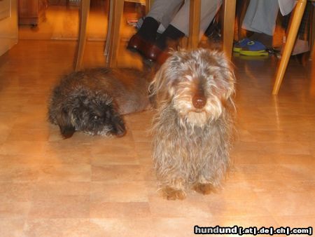 Rauhhaardackel (Zwergdackel) Hunde Foto 9161 Rauhhaardackel (Zwergdackel) Dies sind unsere beiden fast 16 Jahre alten Rauhhaardackel, Mockel und Utz.