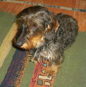 Rauhhaardackel (Zwergdackel) Hunde Foto 39125 in höherer Auflösung ansehen Rauhhaardackel (Zwergdackel)