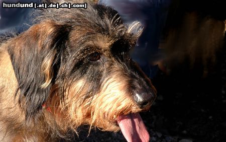 Rauhhaardackel (Zwergdackel) Hunde Foto 19797 in höherer Auflösung ansehen Rauhhaardackel (Zwergdackel) Unser Rauhaardackel Mucki
