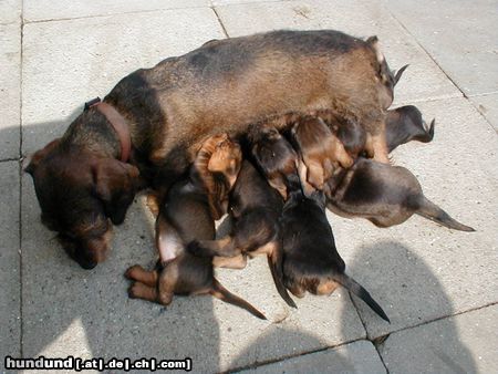 Rauhhaardackel (Zwergdackel) Hunde Foto 6373 Rauhhaardackel (Zwergdackel) Mutter Bonny mit ihren kleinen Rackern
