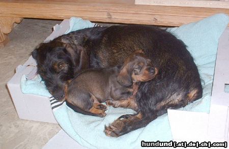 Rauhhaardackel (Zwergdackel) Hunde Foto 11904 Rauhhaardackel (Zwergdackel) Idje mit ihrer Tochter Kira