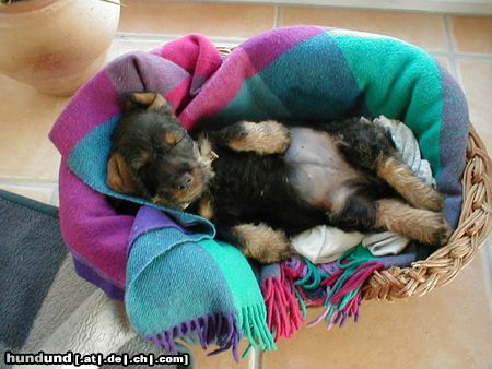 Rauhhaardackel (Zwergdackel) Hunde Foto 6374 Rauhhaardackel (Zwergdackel) Unsere kleine Nele an ihrem ersten Tag bei uns