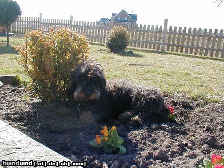 Rauhhaardackel (Zwergdackel) Hunde Foto 7049 Rauhhaardackel (Zwergdackel) Nele auf den Primeln