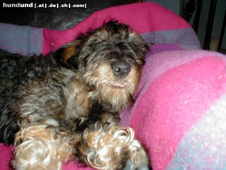 Rauhhaardackel (Zwergdackel) Hunde Foto 6375 Rauhhaardackel (Zwergdackel) Nele bei ihrer Lieblingsbeschäftigung....