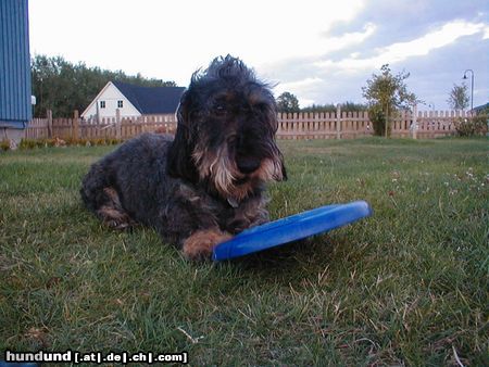 Rauhhaardackel (Zwergdackel) Hunde Foto 5962 Rauhhaardackel (Zwergdackel) Nele mit ihren Spielsachen im Garten...