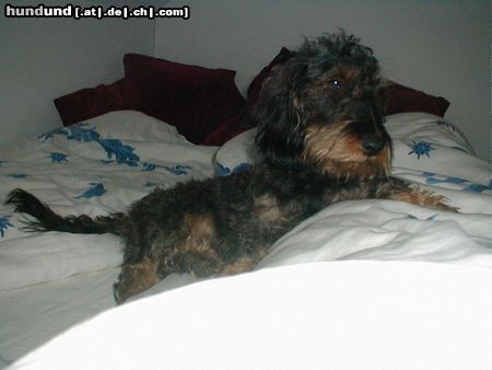 Rauhhaardackel (Zwergdackel) Hunde Foto 5964 Rauhhaardackel (Zwergdackel) Nele ganz coll in