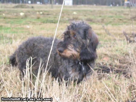 Rauhhaardackel (Zwergdackel) Hunde Foto 8635 Rauhhaardackel (Zwergdackel) Die kleine Nele auf der Mäusejagd