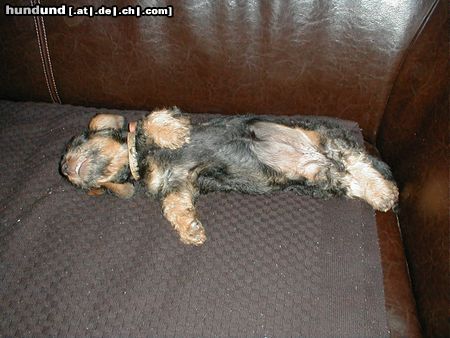 Rauhhaardackel (Zwergdackel) Hunde Foto 6377 Rauhhaardackel (Zwergdackel) Nele ganz entspannt auf dem Sofa