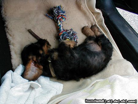 Rauhhaardackel (Zwergdackel) Hunde Foto 6378 Rauhhaardackel (Zwergdackel) Nele ganz müde im Auto