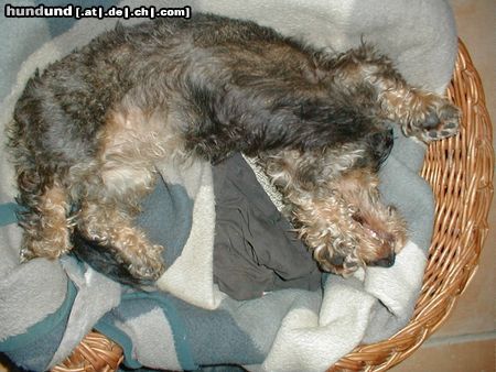 Rauhhaardackel (Zwergdackel) Hunde Foto 7047 Rauhhaardackel (Zwergdackel) Nele in ihrem Körbchen