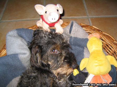 Rauhhaardackel (Zwergdackel) Hunde Foto 9658 Rauhhaardackel (Zwergdackel) Nele guckt in die Kamera...